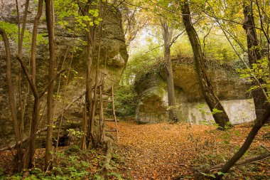 Sarı ağaçlar ve düşen yapraklarla sonbahar ormanı. Sonbahar ormanında kayalar
