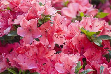 Çiçekli bir rhododendron çalısı. Yakın plan rododendron pembe çiçekleri