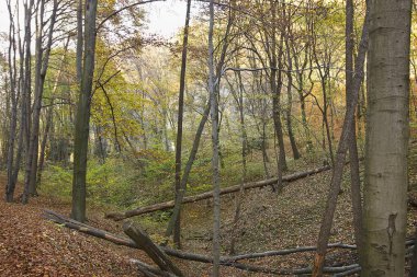 Resimli sonbahar manzarası. Ağaçların sarardığı ve yaprakların döküldüğü orman. Sonbahar ormanında kayalar