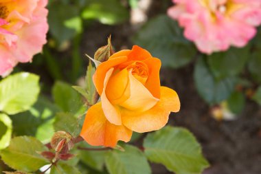 Turuncu gül yakından çekilmiş. Bahçede açan bir gül