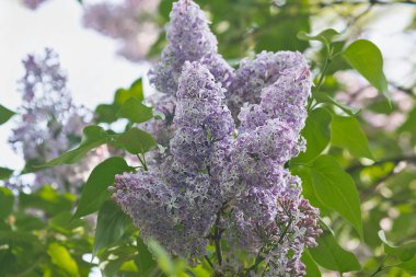 Çiçekli mor leylak çalısı yakın plan. Çiçekli leylak çalısı