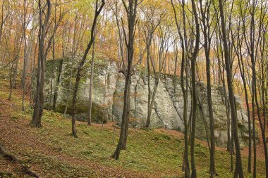 Sonbahar manzarası. Ormanda Altın Sonbahar. Sonbahar ormanındaki resimli kaya.