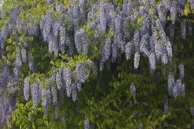 Çiçekli salkımın fırçaları. Baharda mavi salkım çiçekleri
