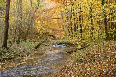  Ormanda altın sonbahar. Sonbahar ormanında bir nehir manzarası