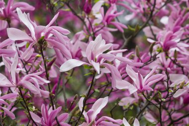 Bahar çiçekli pembe manolya. Magnolia Liiflora Çiçek açan dallar  