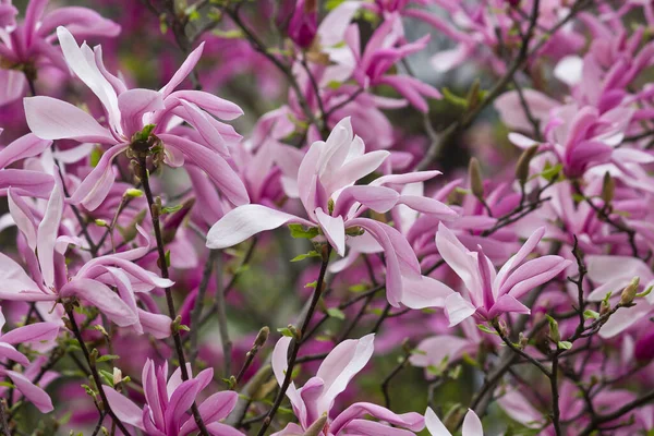 Bahar çiçekli pembe manolya. Magnolia Liiflora Çiçek açan dallar  