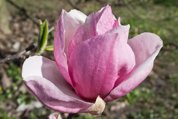 Open flower magnolia — Stock Photo, Image
