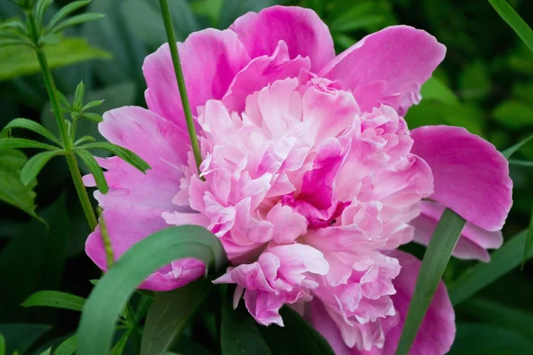 Flor de peonía rosa — Foto de Stock