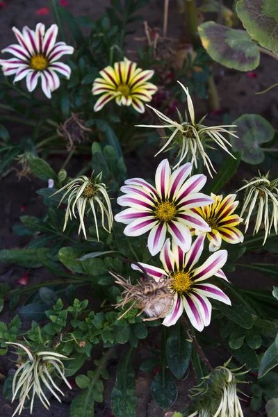 Gazania flores — Foto de Stock