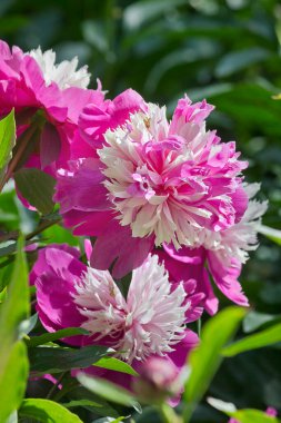 Yakın planda pembe çiçekli şakayıklar. Pembe şakayıklı bahçe