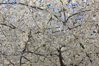 Bahar kiraz çiçekleri. Çiçekli ağaç tacı ve beyaz çiçekler.