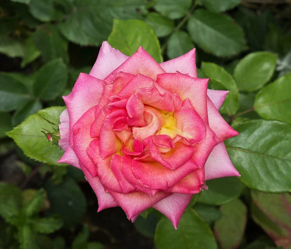 Rosa rosa de perto — Fotografia de Stock