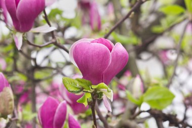 Bahar çiçekli pembe manolya. Manolya çiçekli dallar yakın plan