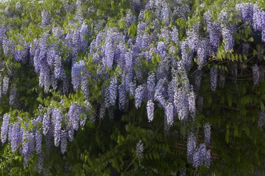 Çiçekli salkımın fırçaları. Baharda mavi salkım çiçekleri