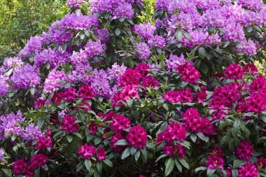 Çiçekli bir rhododendron çalısı. Yakın plan rododendron pembe çiçekleri