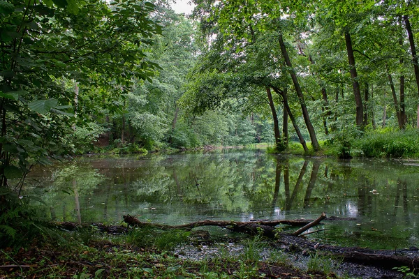 Lago forestale — Foto Stock