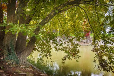 Nehir kıyısındaki ağaç. Ağaç taç yeşil suya yaslanıyor.