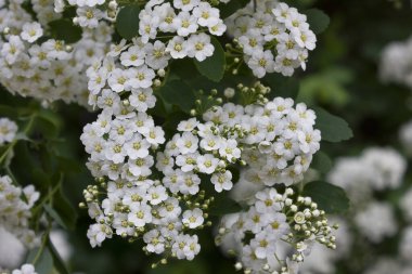 Spirea 'nın beyaz çiçekleri. Çiçekli çayırlık tatlı çalılar.
