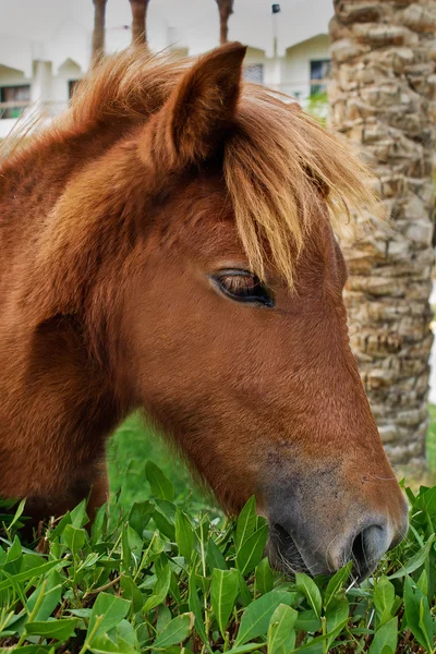Cavalo fígado-castanha — Fotografia de Stock