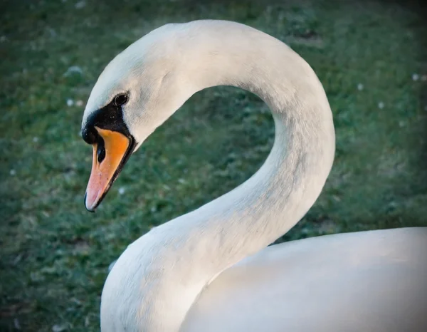 Cisne mudo branco — Fotografia de Stock