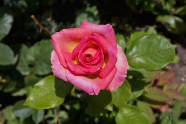 Pembe gül. Yakın çekim.