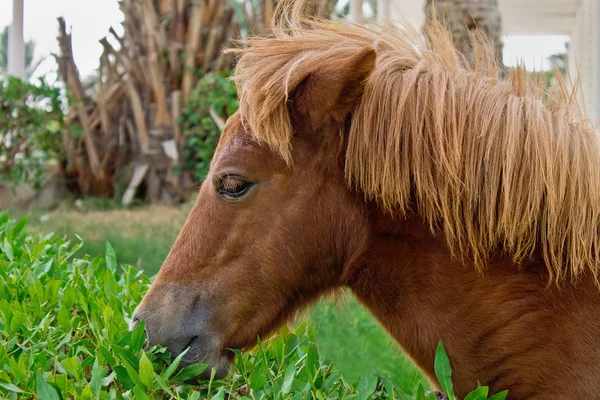 Cavalo fechar — Fotografia de Stock