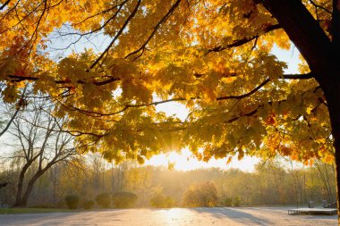 Sarı Sonbahar Ağacı