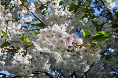 Dekoratif kiraz çiçekleri