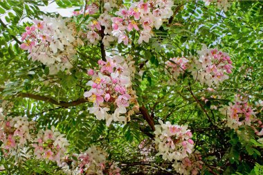 Beyaz ve pembe çiçekler