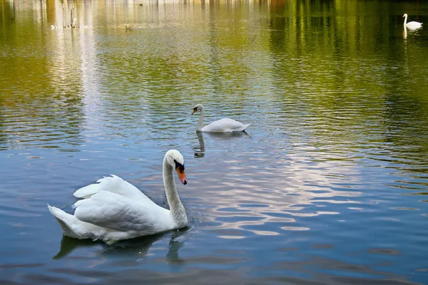 Cisne flutuando no lago — Fotografia de Stock