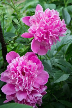 Pembe şakayık çiçeği