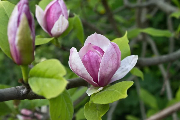 Pink magnolia flower — Stock Photo, Image