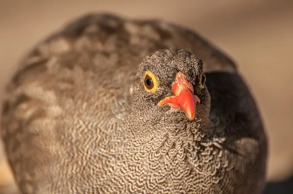 Common Quail Portrait — Stock Photo, Image