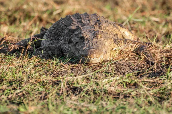 Krokodýl nilský na břehu řeky — Stock fotografie
