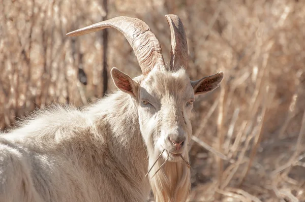 Színésztársalgó Saanen Billy Goat legeltetés — Stock Fotó