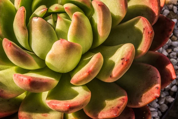 Up Close view of a succulent — Stock Photo, Image