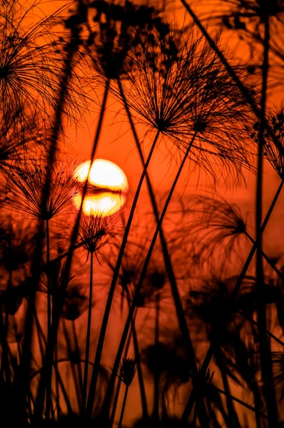 Západ slunce nad Okavango Delta — Stock fotografie