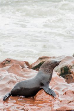 Cape kürk mühür buzlu su