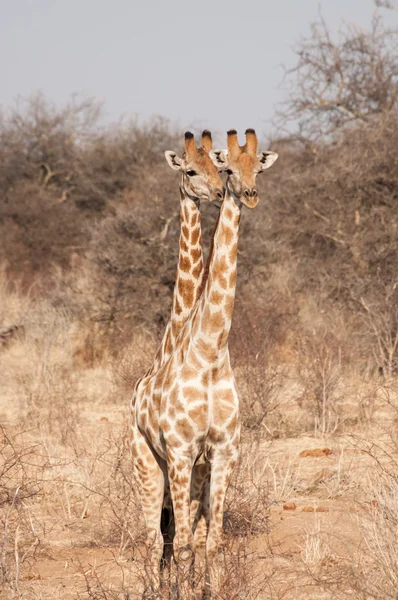 Två huvuden giraff — Stockfoto