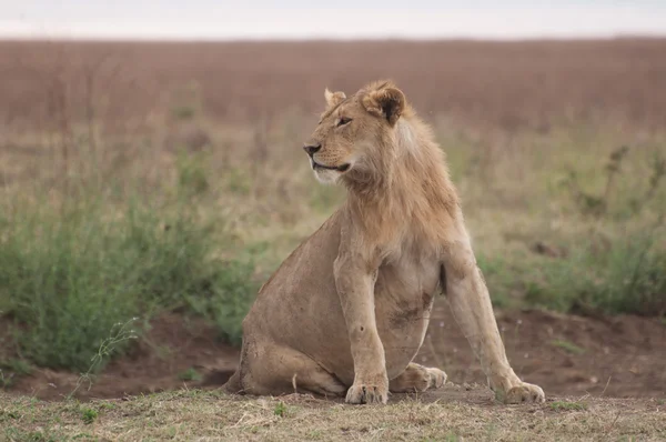 Lionne enceinte dans le Serengetti . — Photo