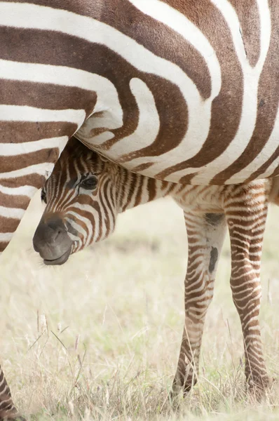 Potro de zebra e mãe — Fotografia de Stock