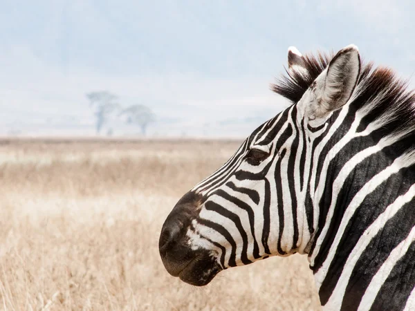 Retrato Lateral de uma Zebra — Fotografia de Stock