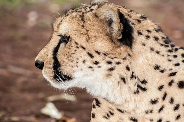 Side Portrait of a Cheetah — Stock Photo, Image