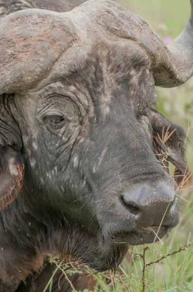 Retrato de um búfalo — Fotografia de Stock