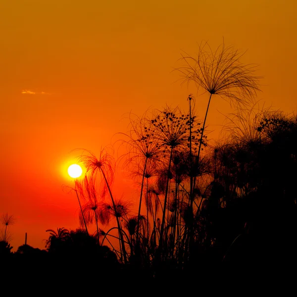 Západ slunce v deltě Okavango — Stock fotografie