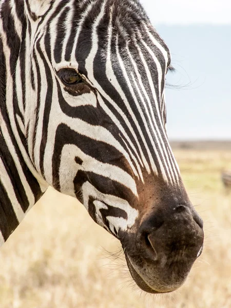 Retrato de uma zebra — Fotografia de Stock