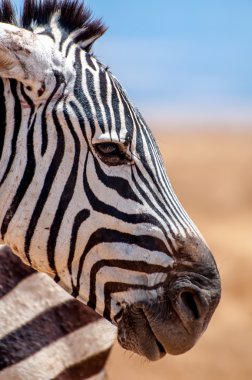 Portrait of a Zebra clipart