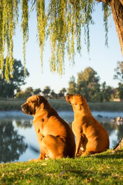Nehir iki Boerboel köpekler