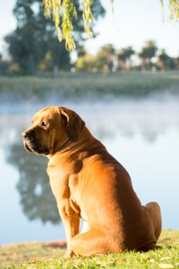 Boerboel köpek Nehri kıyısında