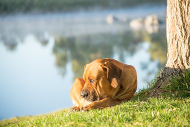 Boerboel köpek nehir kıyısında ağaç tarafından
